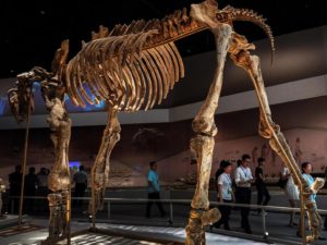 Fossil skeleton
