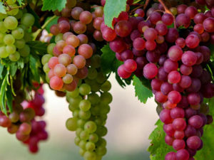 Eat grapes and protect your teeth from decay