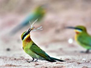 Hunting Bird