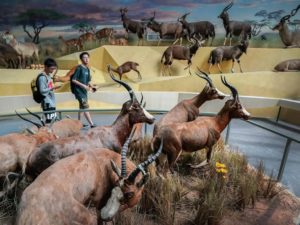 Life Museum