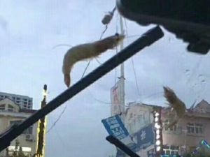 It&rsquo;s literally raining sea creatures in China
