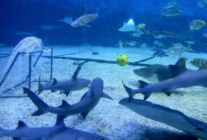 Match between the Sharks