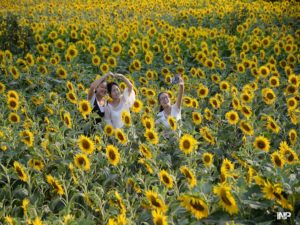 Sunflowers