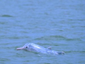 White dolphin