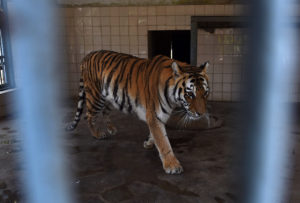 Shortage of vets spells misery for Karachi zoo animals
