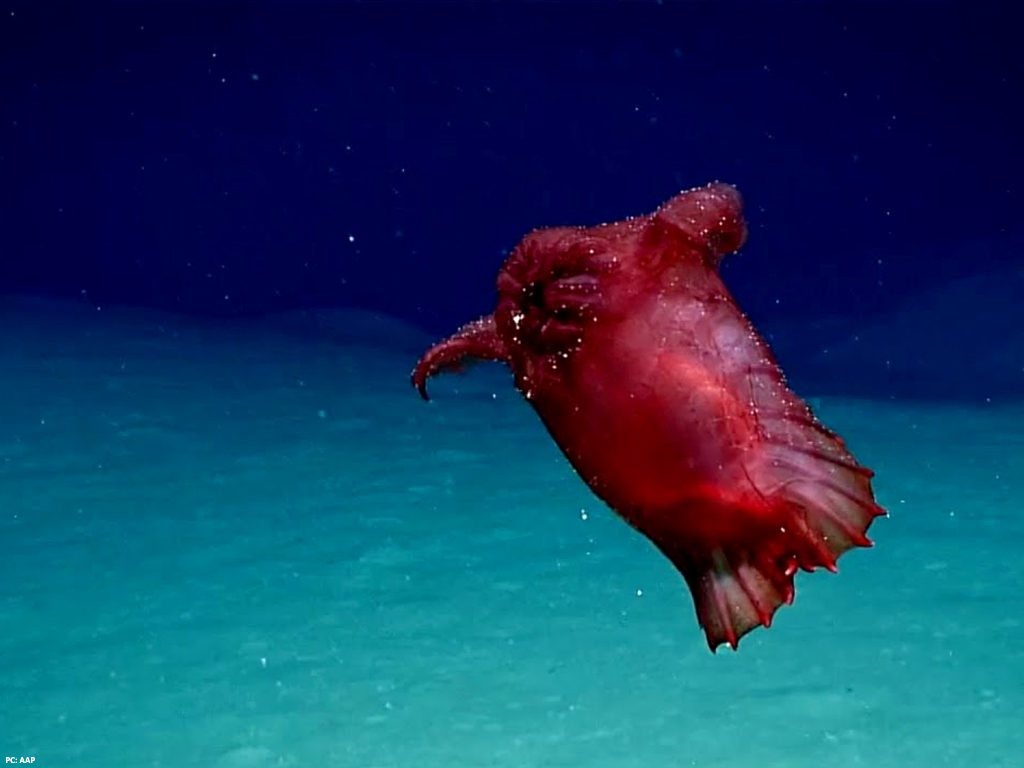 Rare ‘headless chicken monster’ spotted deep in Southern Ocean
