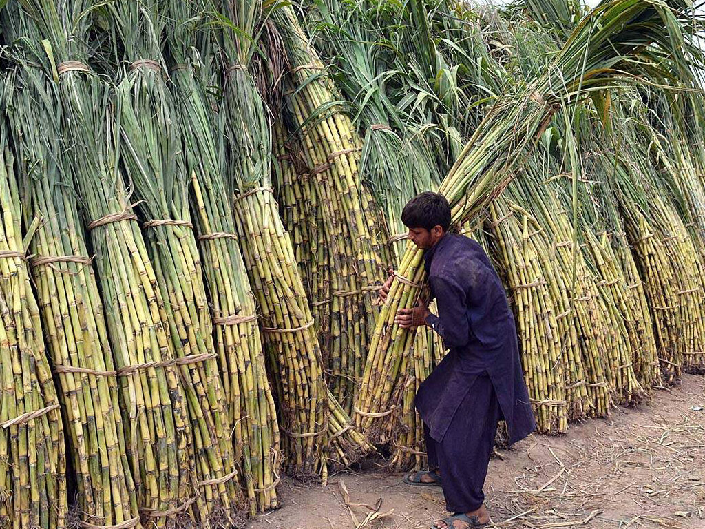 Sugar crops Competing incentives? BR Research Business Recorder