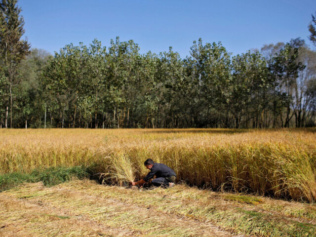 Understanding water economy of major crops