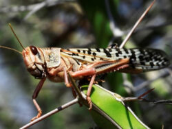 Locust epidemic could lead to food crisis in Pakistan, warns expert Locust epidemic could lead to food crisis in Pakistan, warns expert